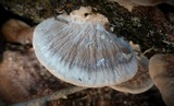 Trametes lactinea image