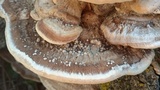 Trametes lactinea image