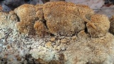 Trametopsis cervina image