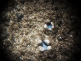 Marthamyces emarginatus image