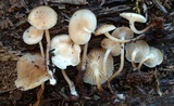 Mycena aprilis image