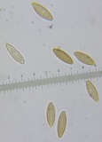 Leccinum snellii image