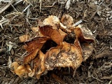 Agrocybe smithii image
