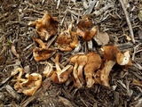 Agrocybe smithii image