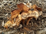 Agrocybe smithii image