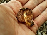 Agrocybe smithii image