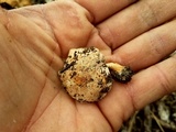 Agrocybe smithii image