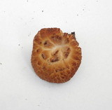 Polyporus tuberaster image