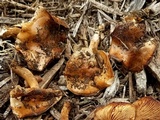 Agrocybe smithii image