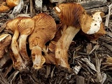 Agrocybe smithii image