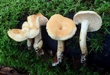 Hydnum oregonense image