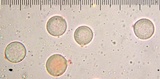 Hydnum oregonense image