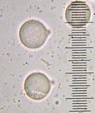 Hydnum oregonense image