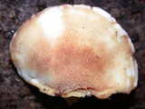 Postia fragilis image