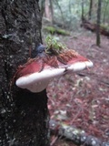 Fomitopsis mounceae image