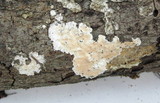 Steccherinum ochraceum image