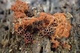 Metatrichia vesparium image