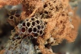 Metatrichia vesparium image