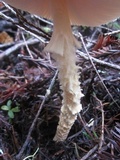 Lepiota magnispora image