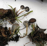 Strobilurus esculentus image