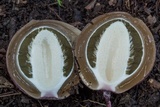 Phallus hadriani image