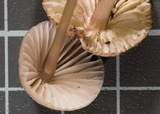 Mycena bulliformis image