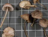 Mycena bulliformis image
