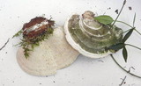 Trametes gibbosa image