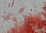 Mycena bulliformis image