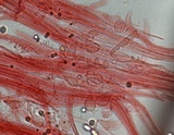 Mycena bulliformis image