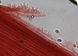 Mycena bulliformis image