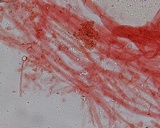 Mycena bulliformis image