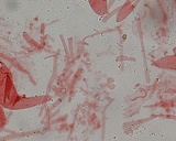 Mycena bulliformis image