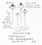 Cortinarius tenuifulvescens image