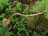 Cortinarius tenuifulvescens image