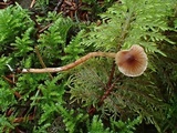 Cortinarius tenuifulvescens image