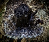 Stemonitis fusca image