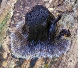 Stemonitis fusca image