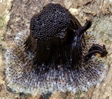 Stemonitis fusca image