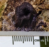 Stemonitis fusca image