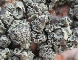 Rhizoplaca melanophthalma image