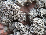 Rhizoplaca melanophthalma image