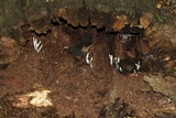 Xylaria polymorpha image