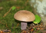 Tylopilus plumbeoviolaceus image