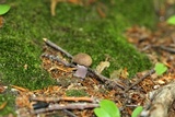 Tylopilus plumbeoviolaceus image