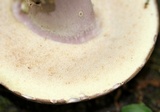 Tylopilus plumbeoviolaceus image