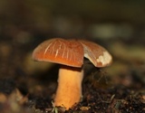 Lactarius volemus image