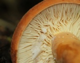 Lactarius volemus image