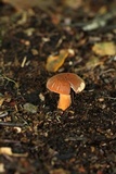 Lactarius volemus image