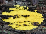 Fuligo septica image